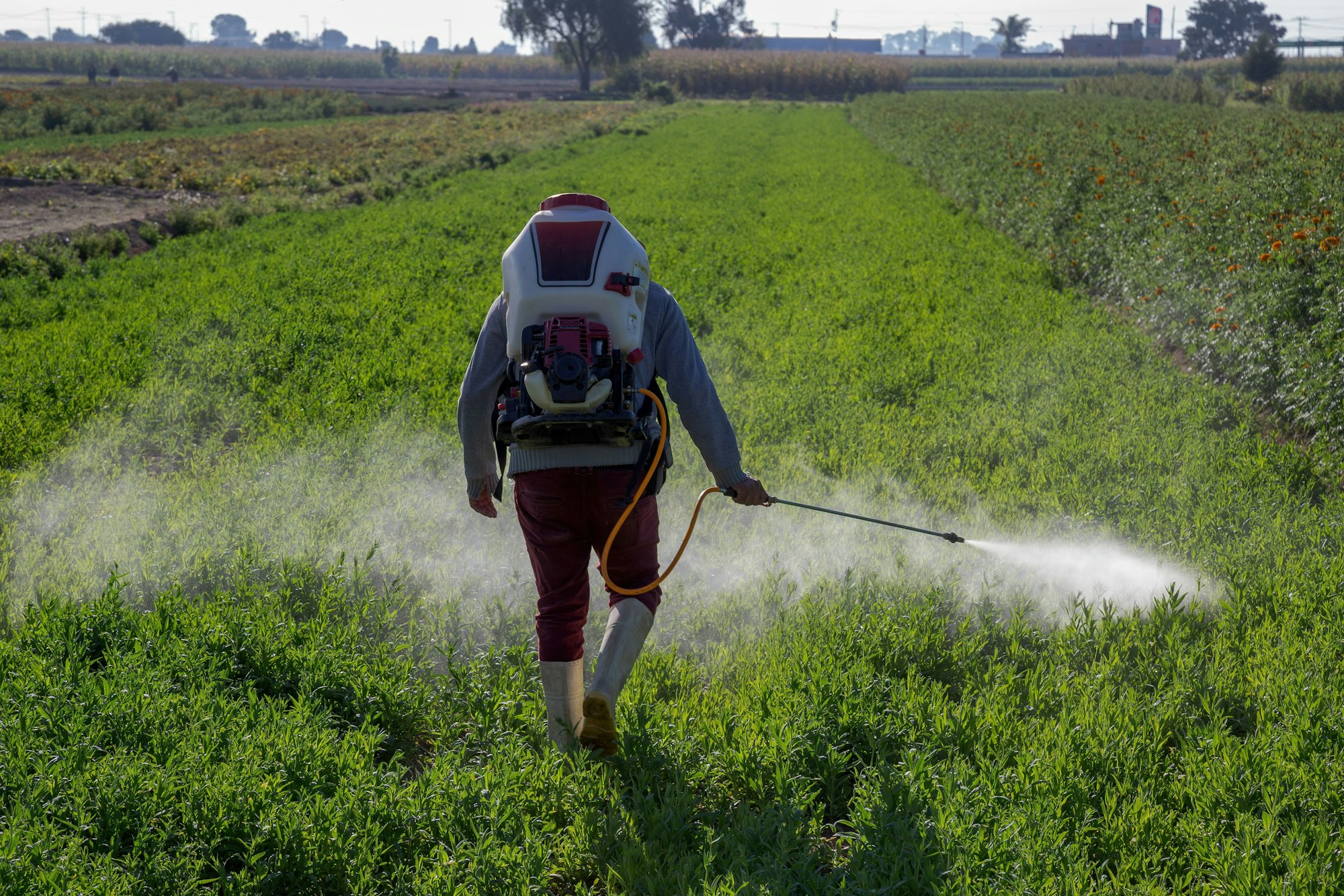 Ein Mann sprüht Pestizide auf ein Feld.