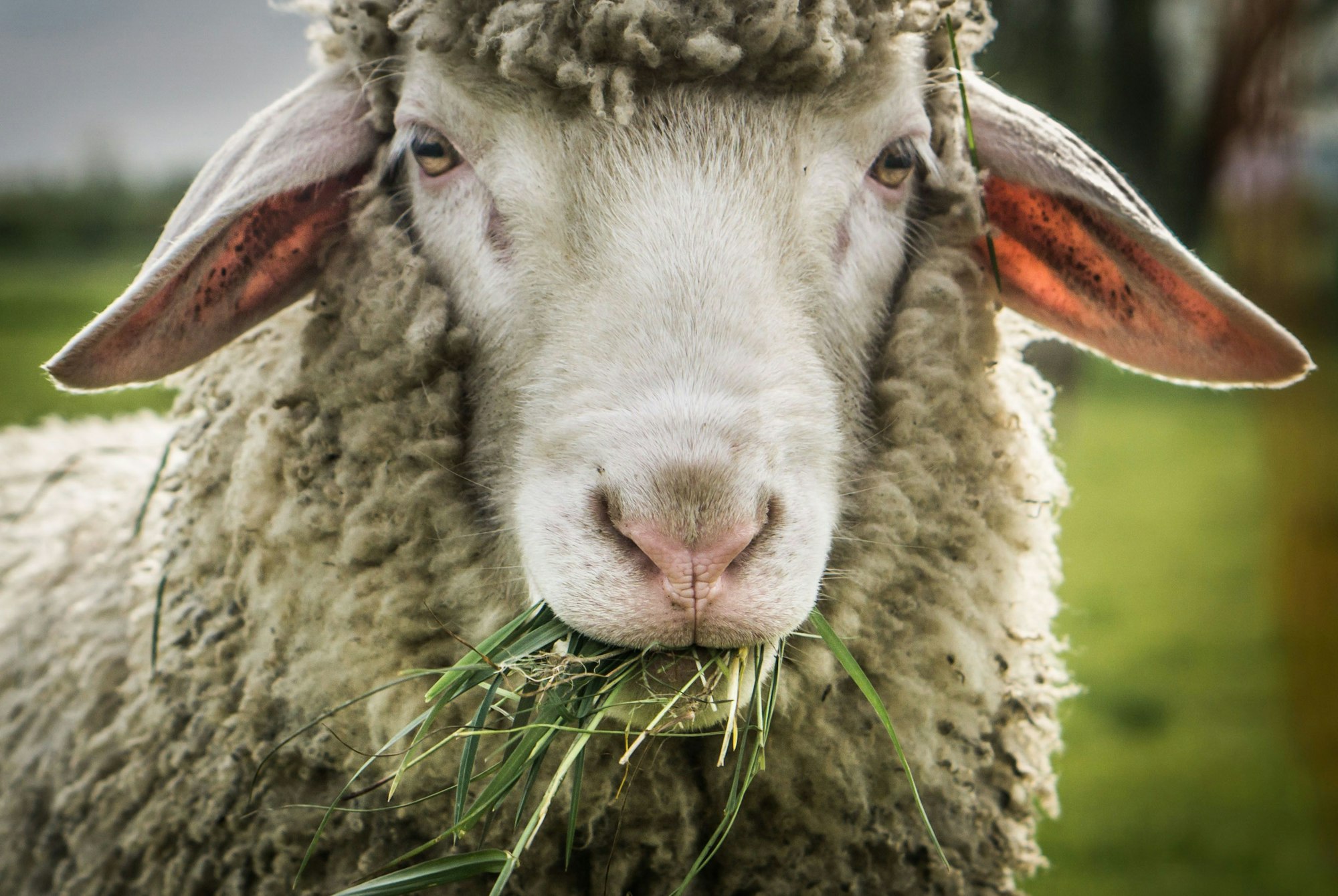 Ein Schaf mit Gras im Maul blickt im April 2016 auf einer Weide in Bingenheim in der Wetterau (Hessen) in die Kamera des Fotografen.