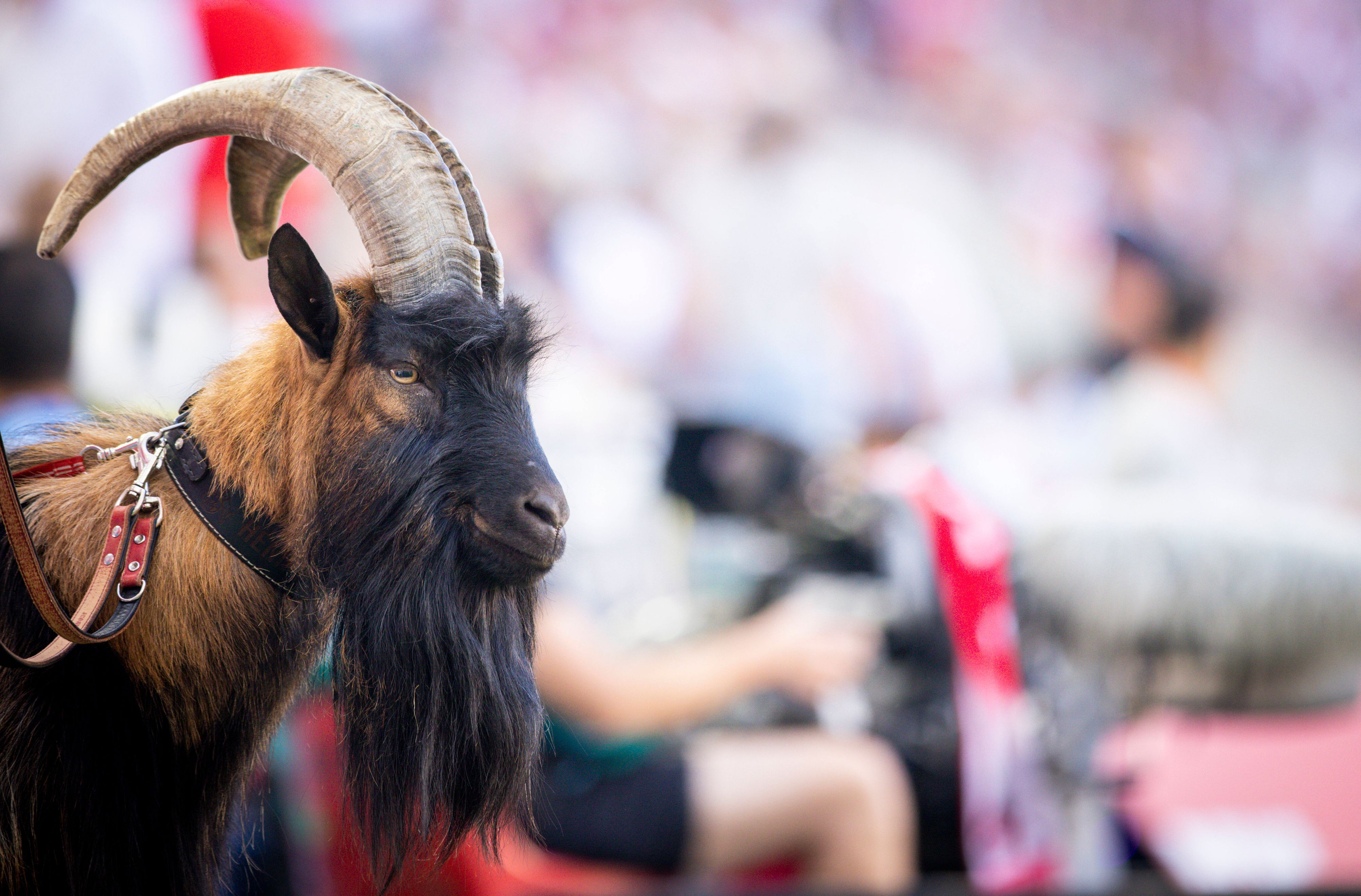 EM-Orakel Hennes: Wie soll der Kölner Geißbock bloß zum Tippkönig ...