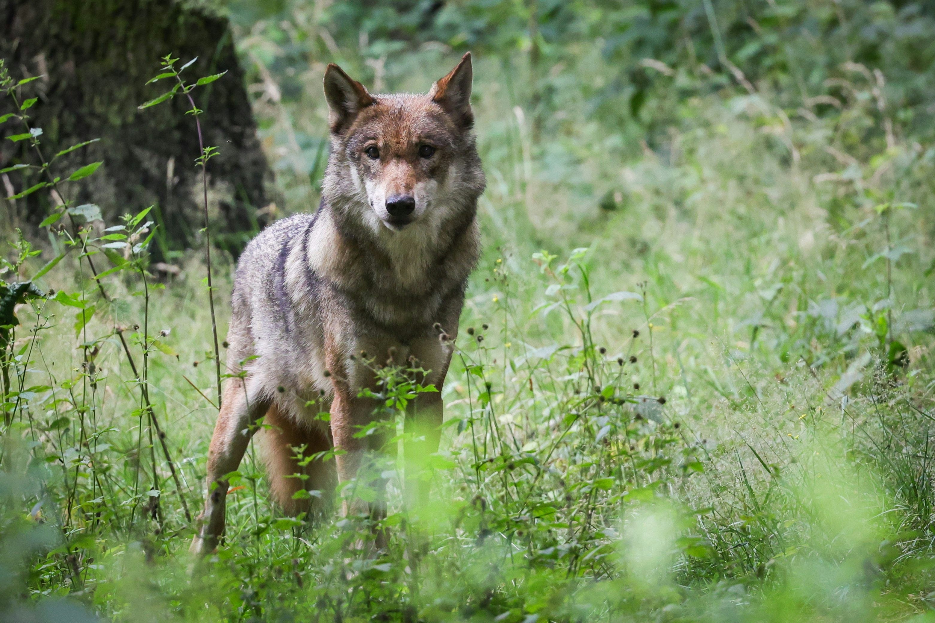 Jungtiere suchen neue Reviere: Spaziergängerin meldet Wolf in der Nähe von Gut Leidenhausen