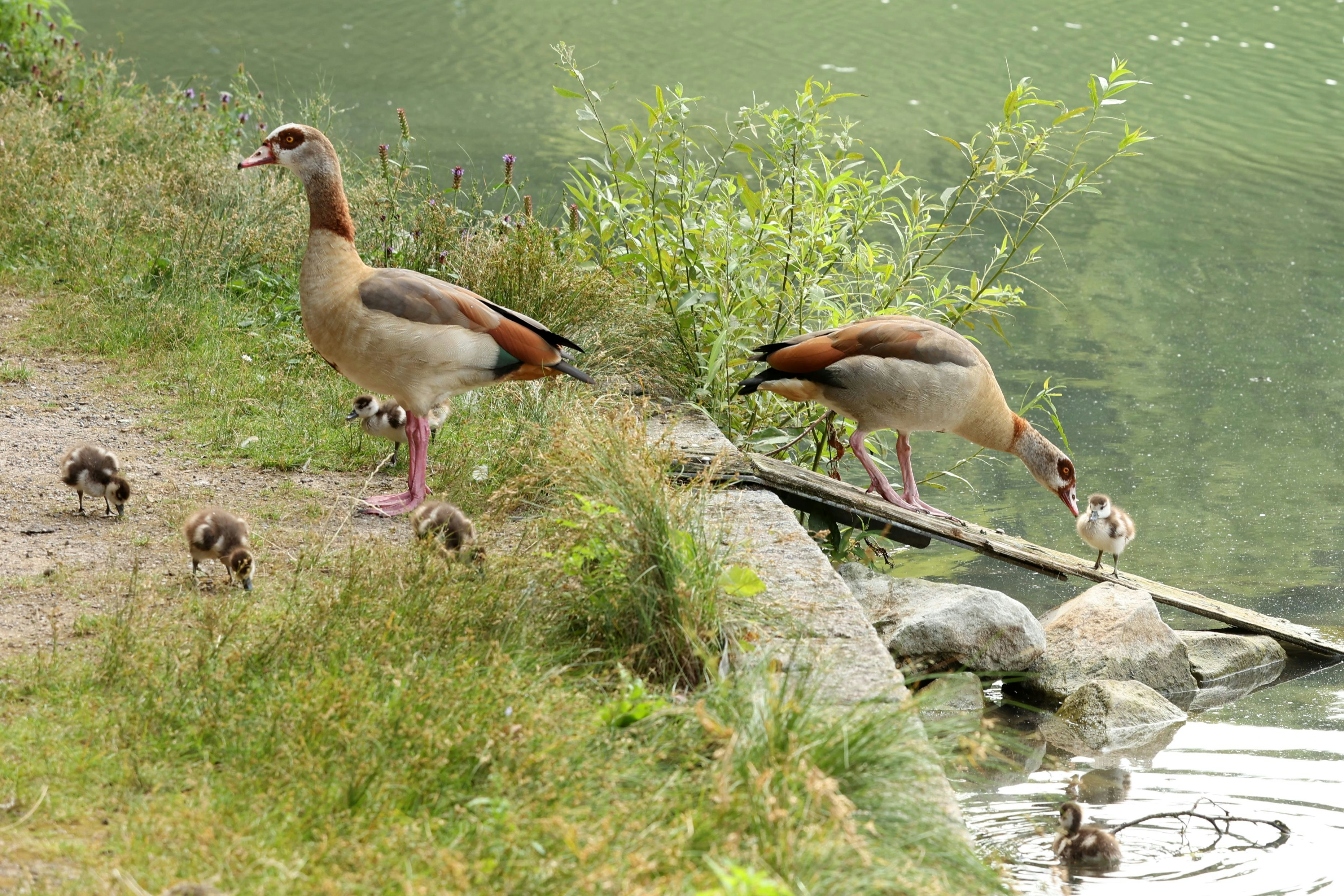 Begrenzung der Population: Stadt Köln lässt Wildgänse abschießen und nimmt ihnen die Eier weg