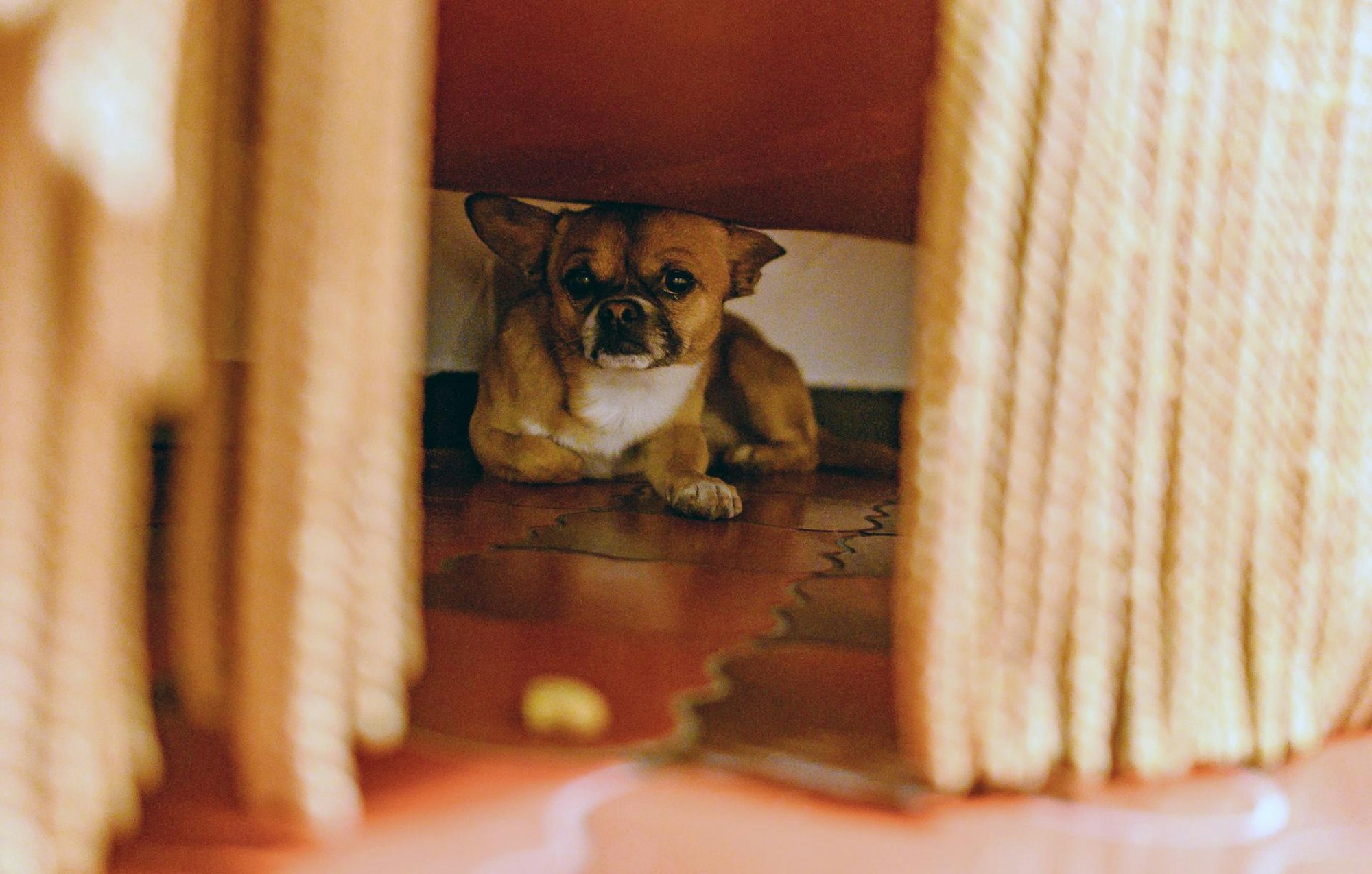 Ein Hund liegt unter einem Sofa.